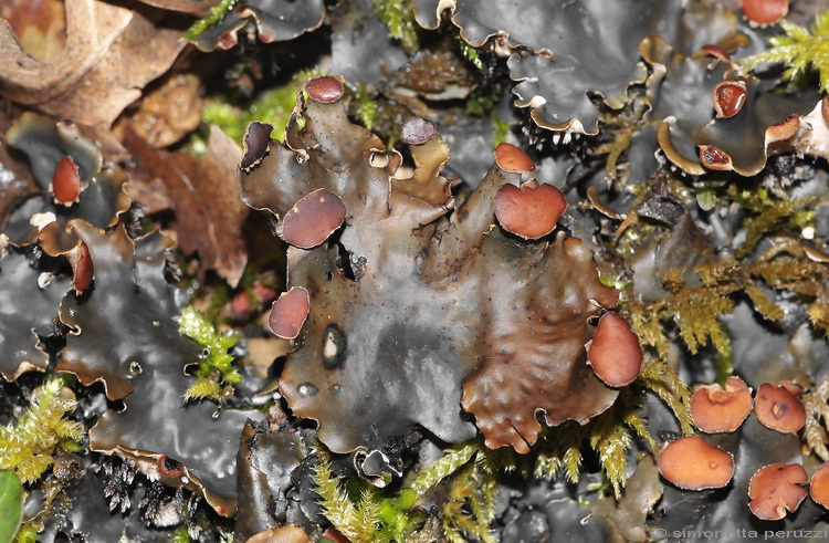 Peltigera horizontalis